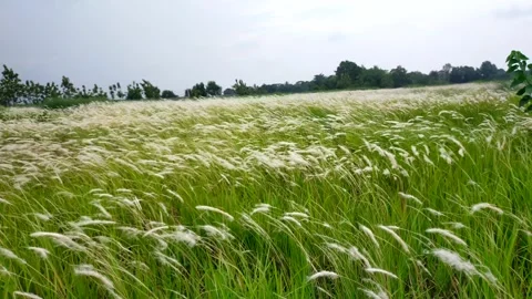 White cogongrass flowers blown by the wind in the meadow. Imperata cylindrica. Stock Footage 288049375