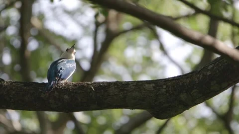 White-collared Kingfisher flying in slow motion Stock Footage 252319202