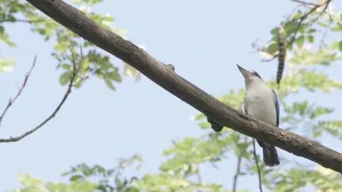 White-collared Kingfisher flying in slow motion Stock Footage 252319212