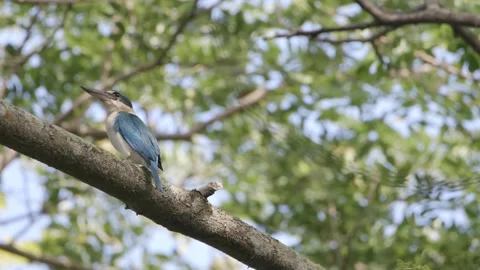 White-collared Kingfisher flying in slow motion Stock Footage 252319241