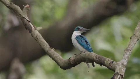 White-collared Kingfisher sitting in tree twig Stock Footage 252236970