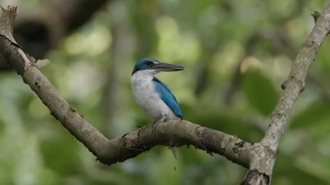 White-collared Kingfisher sitting in tree twig Stock Footage 252236980