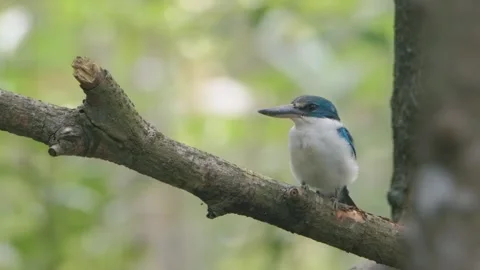 White-collared Kingfisher sitting in tree twig Stock Footage 256289566