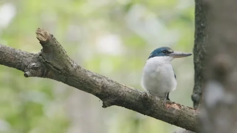 White-collared Kingfisher sitting in tree twig Stock Footage 256289569