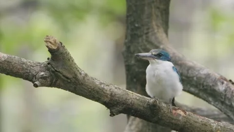 White-collared Kingfisher sitting in tree twig Stock Footage 256289580