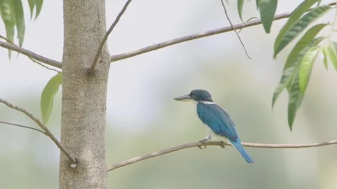White-collared Kingfisher sitting in tree twig Stock Footage 256289593