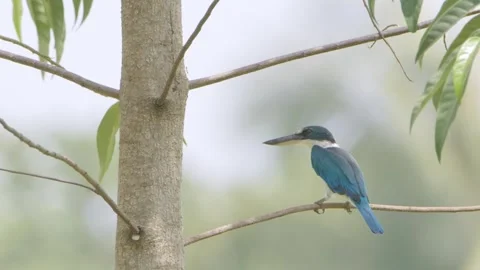 White-collared Kingfisher sitting in tree twig Stock Footage 256289596