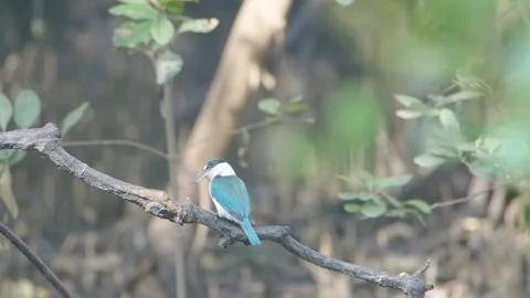 White-collared Kingfisher sitting in tree twig Stock Footage 256289606