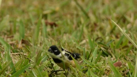 White-collared Seedeater eating grass seed Stock Footage 86219548