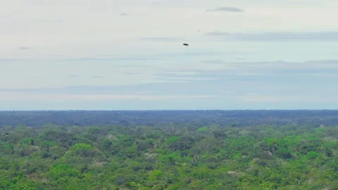 White-Collared Swift Flying Swiftly Above Amazon Rainforest in Tambopata, Peru, Stock Footage 314317935