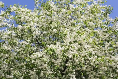 White color of cherry. Stock Photos