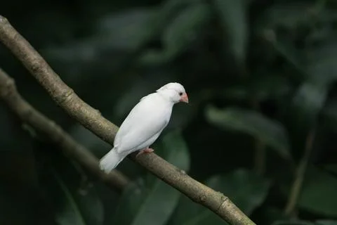A white color of Java sparrow, Ricebird Stock-Fotos