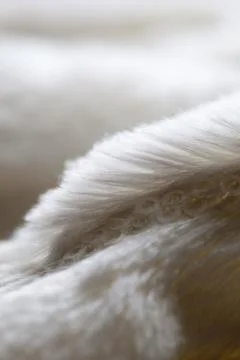 White colored blanked Stock Photos