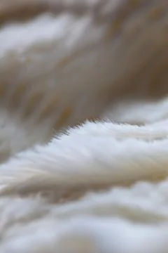 White colored blanked Stock Photos