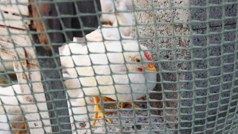 A white-colored chicken with a red comb in a cage on a chicken farm Stock Footage 192825178