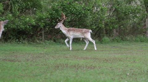 White colored Fallow Deer, Norfolk, England, United Kingdom Stock Footage 50229220