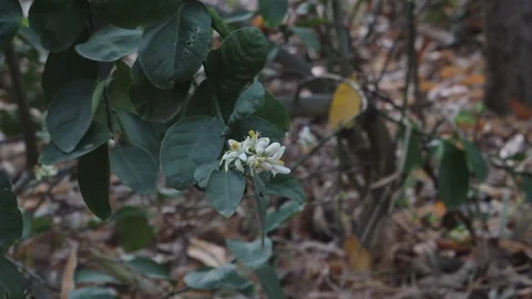 White colored fresh lemon flower blooms on tree in the garden Stock Footage 225879380