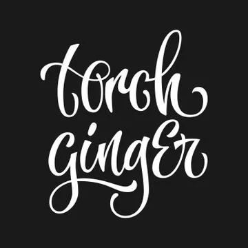 White colored hand drawn spice label -torch ginger. Stock Illustration