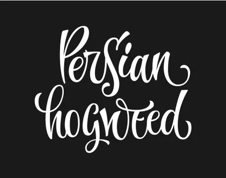 White colored hand drawn spice label - Persian hogweed. Stock Illustration