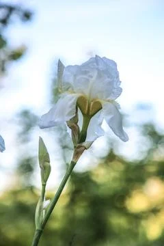 White Colored Iris close up shot. Iris is popular wedding flowers as well as Stock Photos