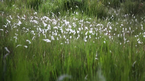 White Colored Pasture Stock Footage 39113441