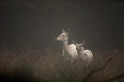 White colored red deer, Cervus elaphus, female and fawn standing in the early Stock Photos