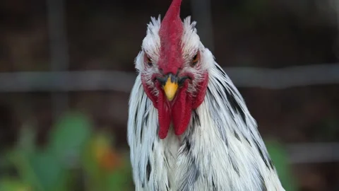 White colored rooster Stockbeeldmateriaal 166239392