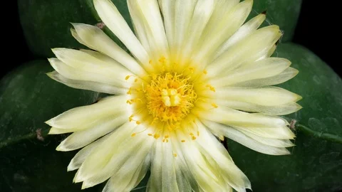 White Colorful Flower Timelapse of Blooming Cactus Opening Stock Footage