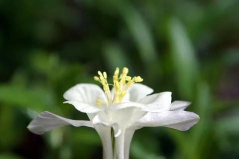 White columnbine closeup Stock Photos
