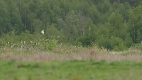 A white Common Buzzard sitting on a tree in a field Stock Footage 335394891