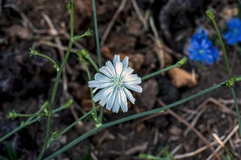 White Common Chicory Flower Among Blue Blooms Stock Photos