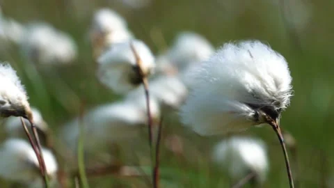 White Common Cotton Grasses Move with Wind, Close Up Stock Footage 157446130