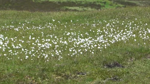 White Common Cotton Grasses Move in a Windy Day Beautifully, Slow Motion Stock Footage 157447471