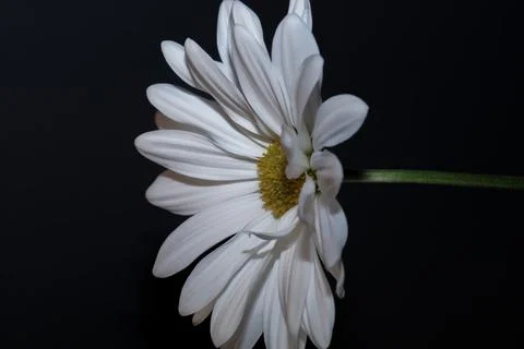 White Common Daisy Stock Photos