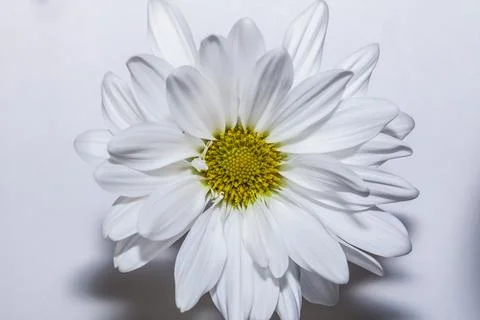White Common Daisy Foto stock