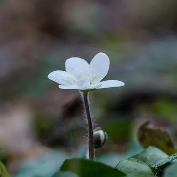 White common hepatica Stock Photos