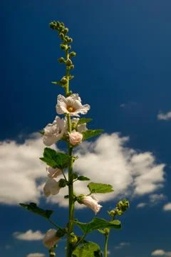 White common hollyhock Foto stock