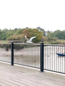 White common tern perched and flapping wings on black rail of pier at dock Stock Photos