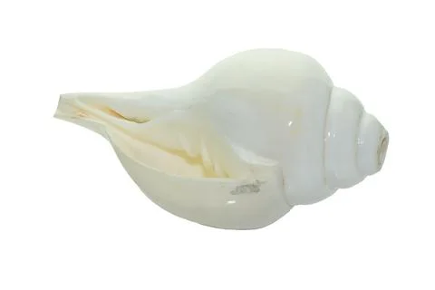 White conch shell with spiral pattern displayed against a pure white backgrou Stock Photos