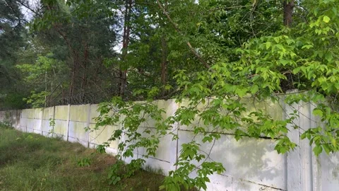 White concrete fence panel wall with overgrown green trees and foliage  Stockbeeldmateriaal 340514925