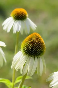 White cone flower Stock Photos