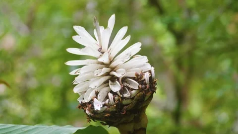 White Cone Ginger Flower in Bloom at a Hawaiian Botanical Garden Stock Footage 317146312