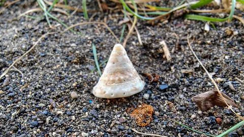 White Cone Seashell on Dark Volcanic Sand Beach Stock Photos