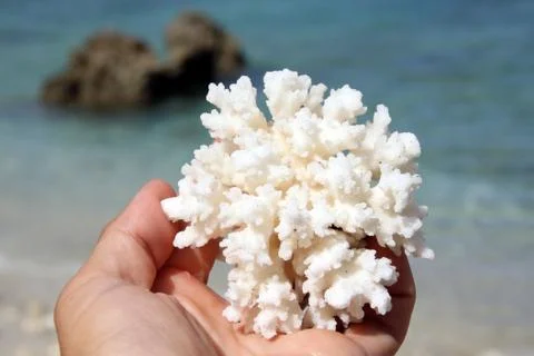 White coral Stock-Fotos