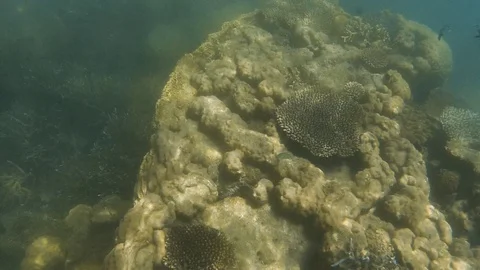 White coral reef underwater Stock Footage