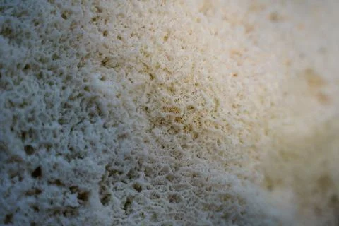 White coral texture. Natural surface closeup. Coral reef texture. Foto stock
