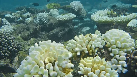 White corals Stock Footage 92941255