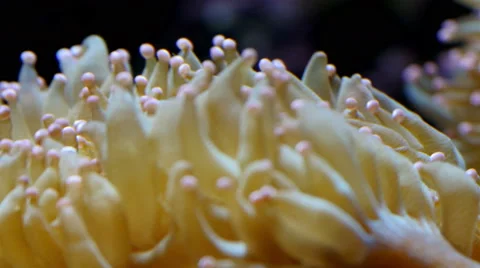 White corals with puffy body in the ocean Stock Footage 49140834