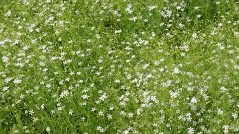 White Coriander Blossoms 스톡 동영상 333415326