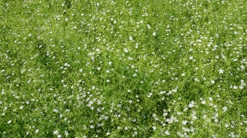 White Coriander Blossoms 스톡 동영상 333415394